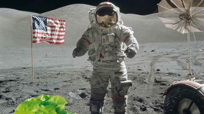 Astronautas cultivan lechugas en el espacio; son aptas para comer. Noticias en tiempo real