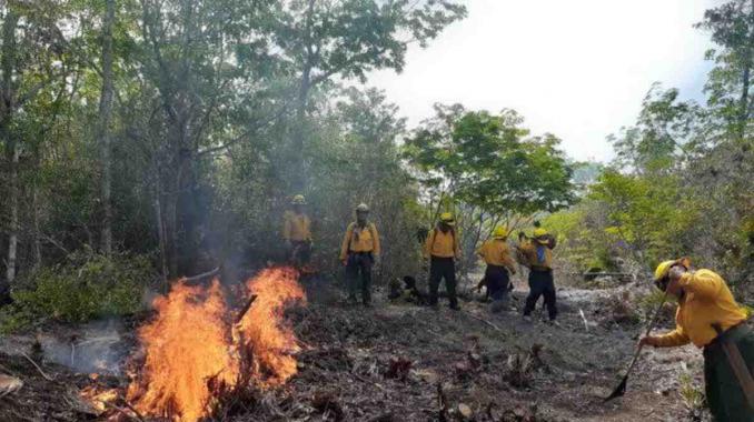 Se registran 11 incendios forestales en Quintana Roo. Noticias en tiempo real