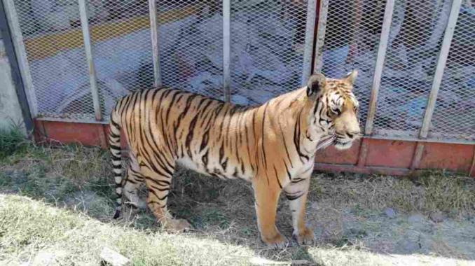 Asegura Profepa tigre que se paseó por calles de Jalisco . Noticias en tiempo real