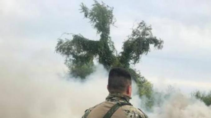 Destruyen plantío de amapola en Durango. Noticias en tiempo real