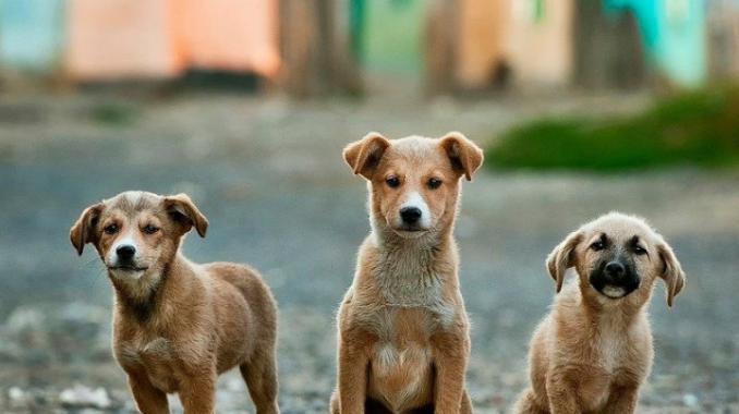 Piden solución a envenenamiento de perros en Aguascalientes. Noticias en tiempo real