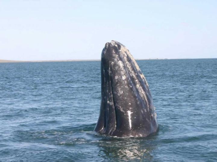 Continúa llegada de ballenas grises a Baja California Sur