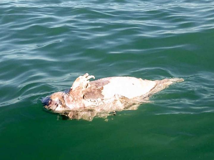 La organización Sea Shepherd halló los restos de una vaquita marina en Alto Golfo de California tras el retiro de redes ilegales. FOTO: Sea Sheperd
