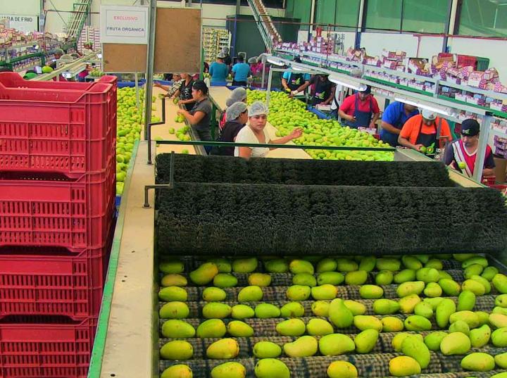 El cierra de garitas ha provocado pérdidas millonarias a los productores de mango en Oaxaca. Foto: Especial