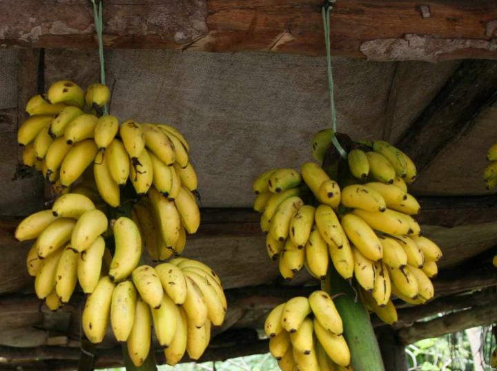 México y China firman acuerdo para exportar plátano 