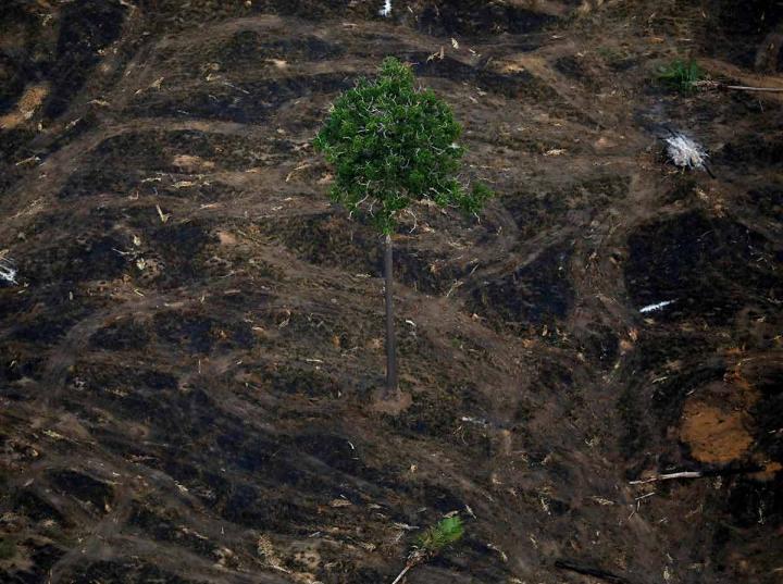 Sufre Amazonia mayor deforestación en 11 años