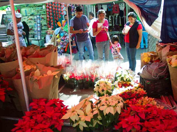 Venden Nochebuenas desde 15 hasta 150 pesos en Xochimilco · FOTO: Cuartoscuro/Archivo.