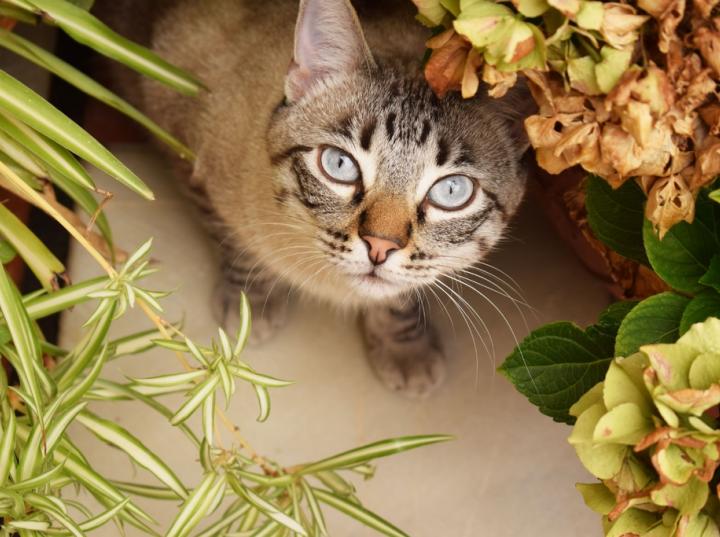 Tips para mantener a los gatos lejos de tus plantas Foto: *PxHere