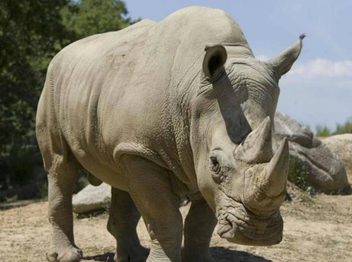 Con biotecnología podrían salvar al rinoceronte de la extinción