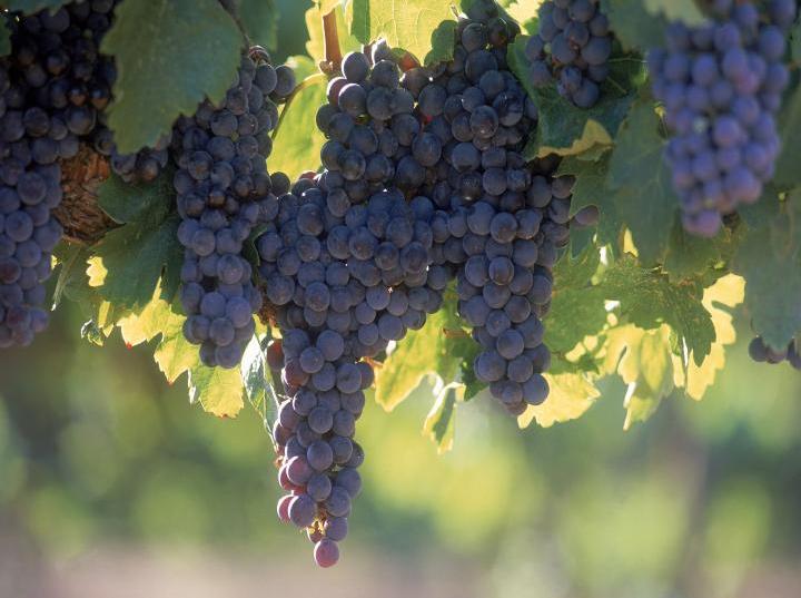 ¿Conoces la importancia del Sommelier en la industria del vino?