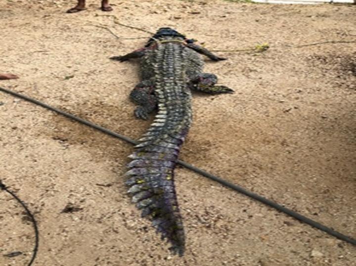 Atrapan cocodrilo de río que nadaba en Pie de la Cuesta. Foto: Especial