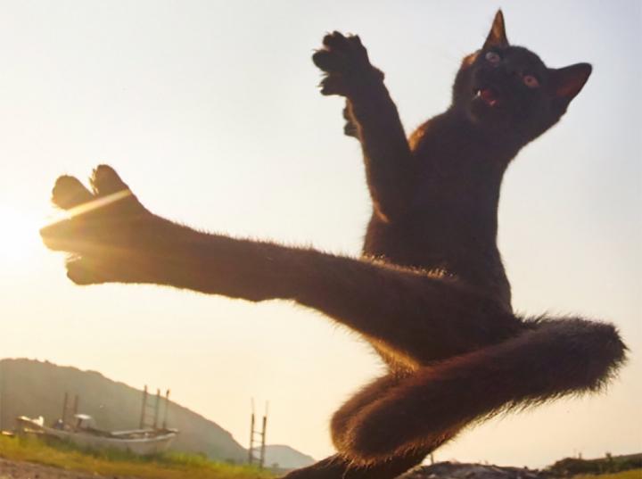 El fotógrafo japonés se dedica a capturar... ¡gatos ninja!