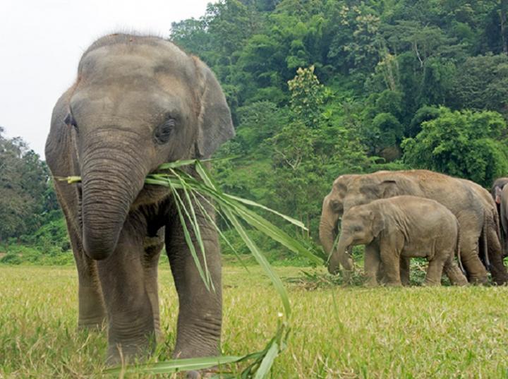 Parque de Rescate de los Elefantes en Tailandia, un sueño de libertad
