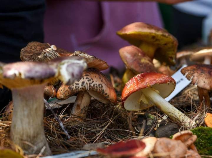Proponen ley que regule medicina tradicional con hongos | FOTO: CUARTOSCURO