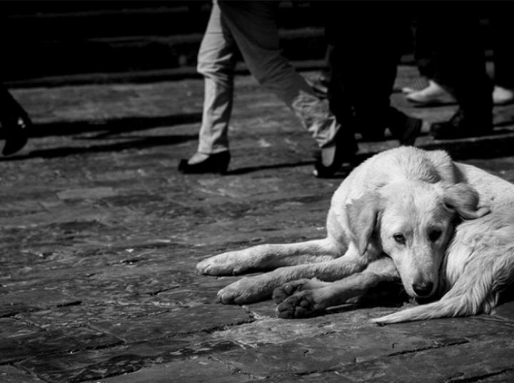 Miles de peregrinos abandonan a sus perros en la Basílica