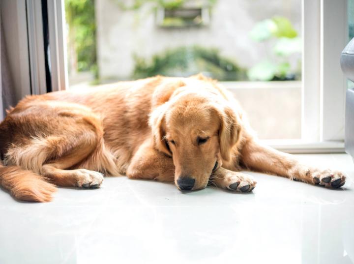 Las depresiones en los perros está relacionado a cambios de hábitos, como una nueva casa, pérdida de un compañero canino o ausencia de dueño