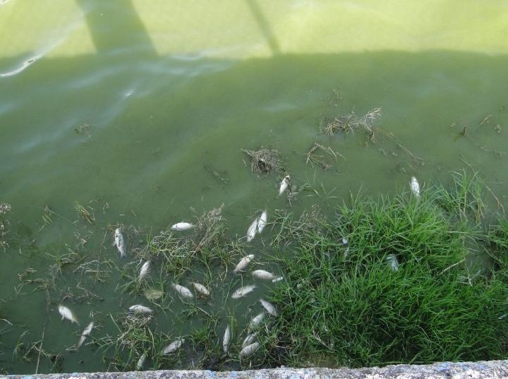 Reportan aparición de peces muertos en presa de Hidalgo. Foto: Emmanuel Rincón
