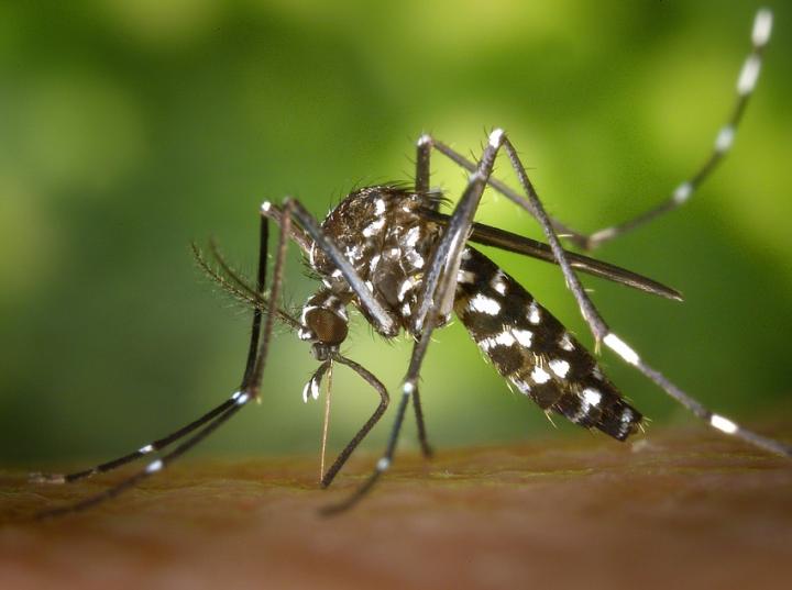 Diagnostican en Madrid uno de los primeros casos de transmisión sexual de dengue en el mundo · FOTO: Pixabay License
