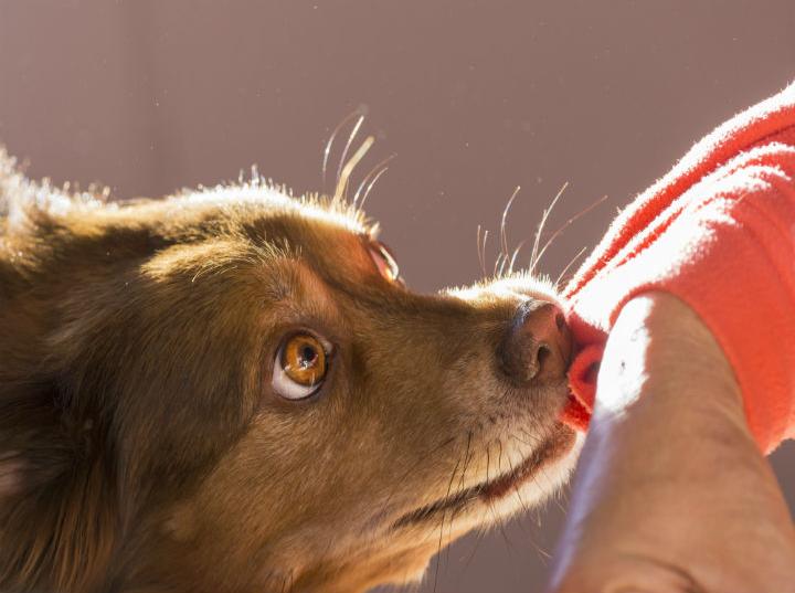 ¿Perros pueden oler y detectar el cáncer?/ cortesía iStock