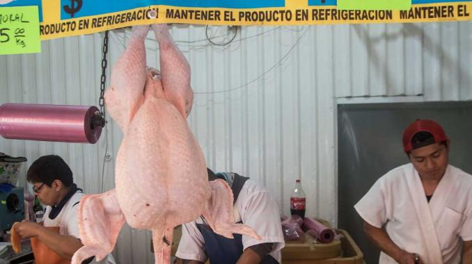 Secretaría de Economía descarta afectación por virus en pollo. Noticias en tiempo real
