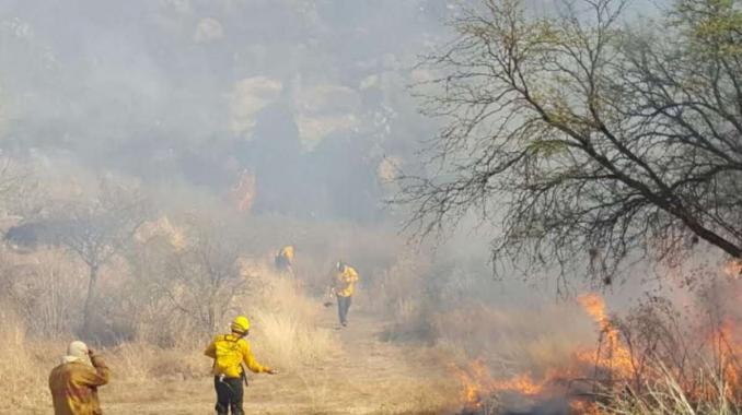 Durango reporta nueve incendios forestales. Noticias en tiempo real