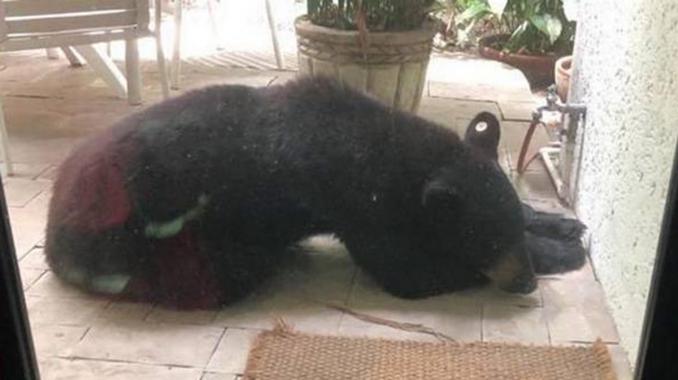 Encuentran dormido al oso más buscado en Nuevo León. Noticias en tiempo real