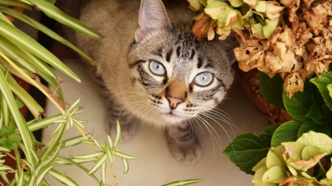 Suavemente Adaptar contar hasta Mantén a tus gatitos lejos de tus plantas con estos tips