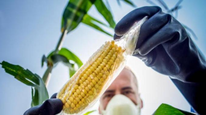 China autoriza a 26 empresas de semillas de maíz y soja transgénicos. Noticias en tiempo real