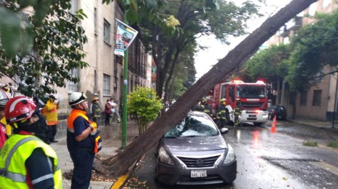 Afecta caída de árboles a carros y cables. Noticias en tiempo real
