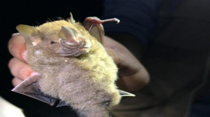 Vive en Cozumel murciélago nunca antes visto en México. Noticias en tiempo real