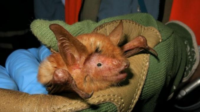 Científicos descubren murciélago naranja en África Occidental. Noticias en tiempo real