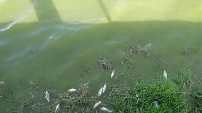 Reportan aparición de peces muertos en presa de Hidalgo. Noticias en tiempo real