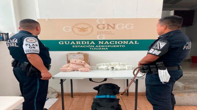Binomio canino detecta mariguana oculta en oso de peluche en Tijuana. Noticias en tiempo real