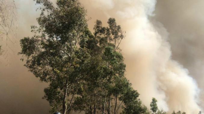 Bomberos sofocan incendio forestal en Xochimilco. Noticias en tiempo real